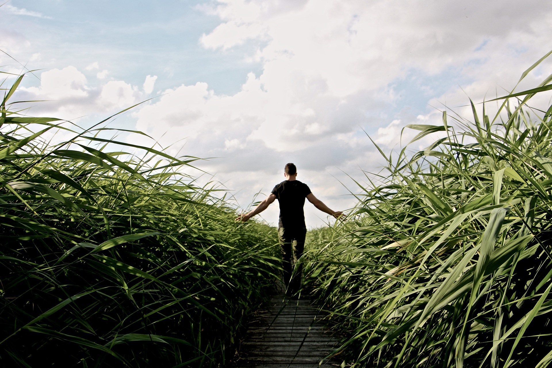 high-grass-1504284_1920